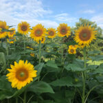 sunflowers-2