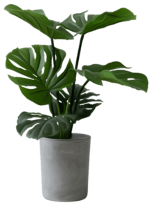 Live Plant Example