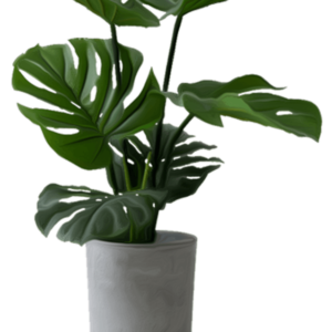 Live Plant Example
