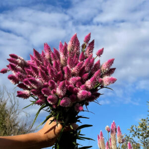 Single-Flower-Bunch