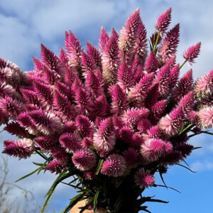 Dried Flowers