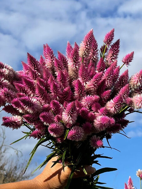 Single-Flower-Bunch-v3