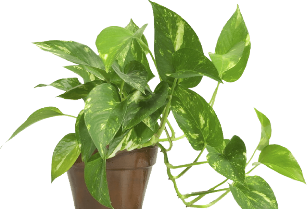 Gardening Blog Post 1